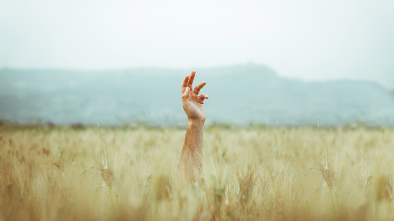 Hand reaching out from a field of wheat, as if asking for help