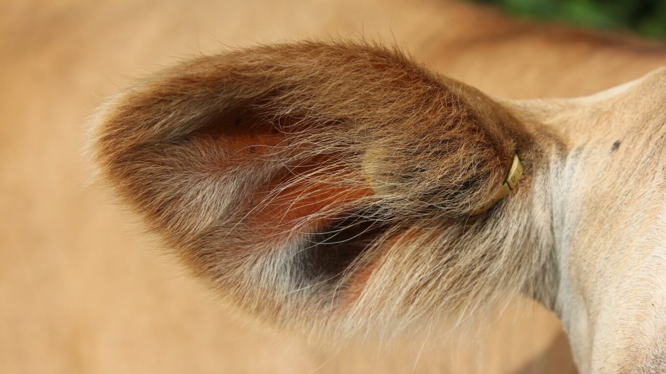 Close up of a furry animal ear