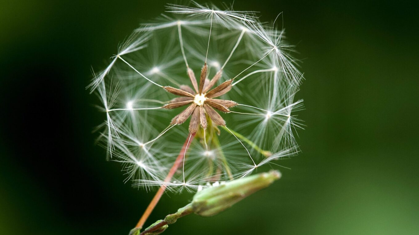 Close up of a white dandelion